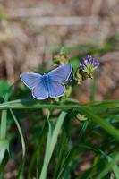 borboleta com asas diáfanas em um prado ao sol foto