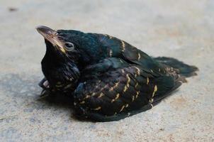 pássaro koel asiático ou nome científico é eudynamys scolopaceus. foto