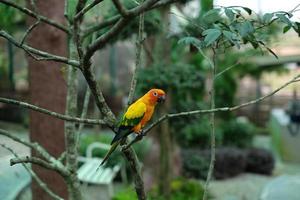 o papagaio de conure sol, pássaros muito sociais. periquito do sol no galho de árvore. foto