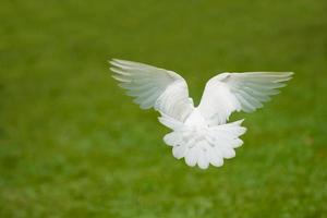 pomba branca voando foto