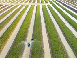 vista aérea superior de agricultores regando vegetais de espinafre de água usando máquina de barco no jardim que plantou em linha ao longo do rio para fins de uso agrícola foto