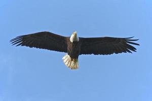 águia americana voando foto