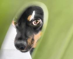 olhar expressivo de um cão, retrato de um animal foto