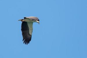 águia de barriga branca voando no céu azul foto