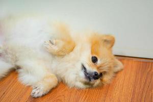 conceito de animal de apoio emocional. cão pomeranian dormindo no chão. animal de estimação é descanso. close-up, copie o espaço, plano de fundo foto