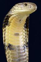 cobra-rei (ophiophagus hannah)