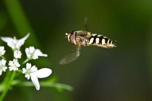 pairar-mosca se aproximando de uma flor foto