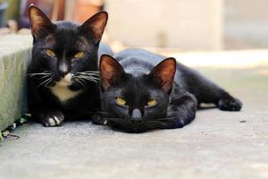 casal de gatos pretos preguiçosos deitado no chão ao ar livre