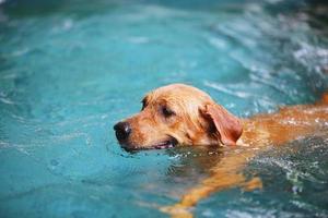labrador retriever nadar na piscina. cachorro nadando. foto