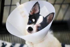 chihuahua usa coleira elizabeth após olhos feridos. cão doente usa coleira de cone. foto