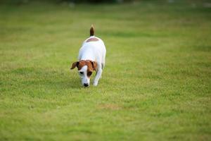 jack russell terrier no campo de grama. cachorro no parque. foto