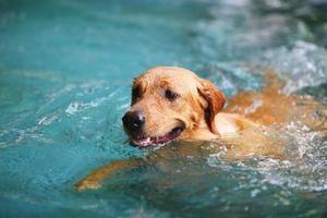 labrador retriever nadar na piscina. cachorro sorrindo, cachorro nadando. foto