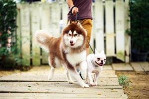 cães andando na coleira com o dono no parque. husky siberiano e buldogue francês com dog walker foto