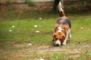 beagle anda no campo de grama. cachorro no parque foto