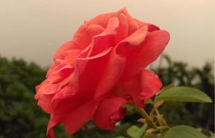 rosas cor de rosa cobertas de geada de inverno, flor rosa. foto