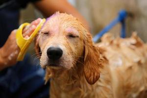 filhote de golden retriever tomando banho pelo proprietário. limpeza de cães. foto