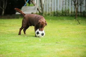 labrador retriever jogando futebol no parque. cão com bola no campo de grama. foto