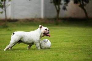 bulldog inglês jogando futebol no parque. cão driblando no campo de grama. foto