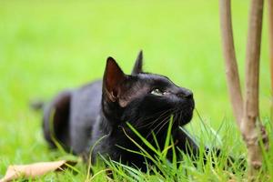 jovem gato preto caça na grama verde do gramado. gatinho deitado na grama no parque em dia de sol foto