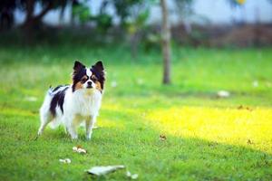 casaco longo chihuahua em pé no campo de grama. cachorro de brinquedo no parque. foto