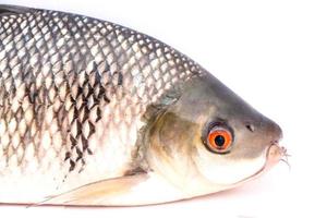 cabeça de peixe no fundo branco foto