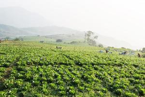 campo de repolho chinês no campo foto