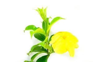 allamanda ou trombeta dourada, linda flor amarela isolada no fundo branco foto