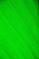 close-up da textura da folha verde foto