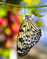 borboleta de papel pipa foto