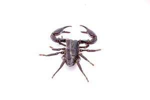 escorpião preto em branco isolado foto