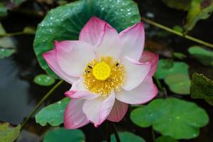 flor de lótus e plantas de flores de lótus foto