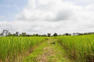 campo de arroz grama verde céu azul nuvem paisagem nublada fundo foto