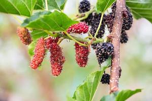 frutas vermelhas na natureza, galho de amora foto