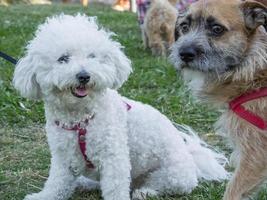 border terrier e poodle juntos no parque foto