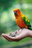 papagaio de alimentação da mão foto
