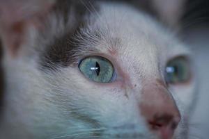 closeup de um olho de gato doméstico indonésio foto