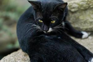 foto de gato preto está deitado e observando algo com fundo bokeh