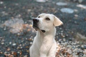 retrato de cachorro branco com fome fofo implorando por comida com pequenos dribles no jardim rochoso, animal de estimação amigável foto