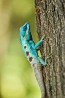 iguana azul no galho de árvore