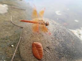 brachythemis contaminata, joia da vala, é uma espécie de libélula da família libellulidae. é encontrado em muitos países asiáticos. é uma pequena libélula com olhos verde-amarelados de tampa marrom. foto