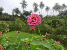 foto de flores naturais