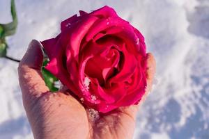 um homem aquece uma rosa macia congelada na mão foto