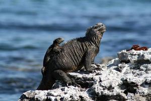 iguana marinha com um bebê