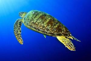 marina de tortuga foto