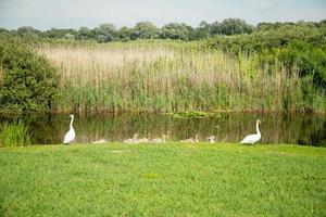 grupo de cisnes perto do lago foto