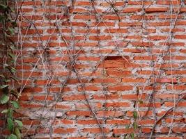 o velho muro tinha grama. foto