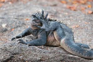 iguana marinha de Galápagos lambendo o pé. foto