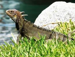 réptil iguana