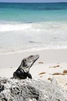 iguana em uma praia tropical