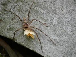 a aranha marrom pega sua presa para comer. foto